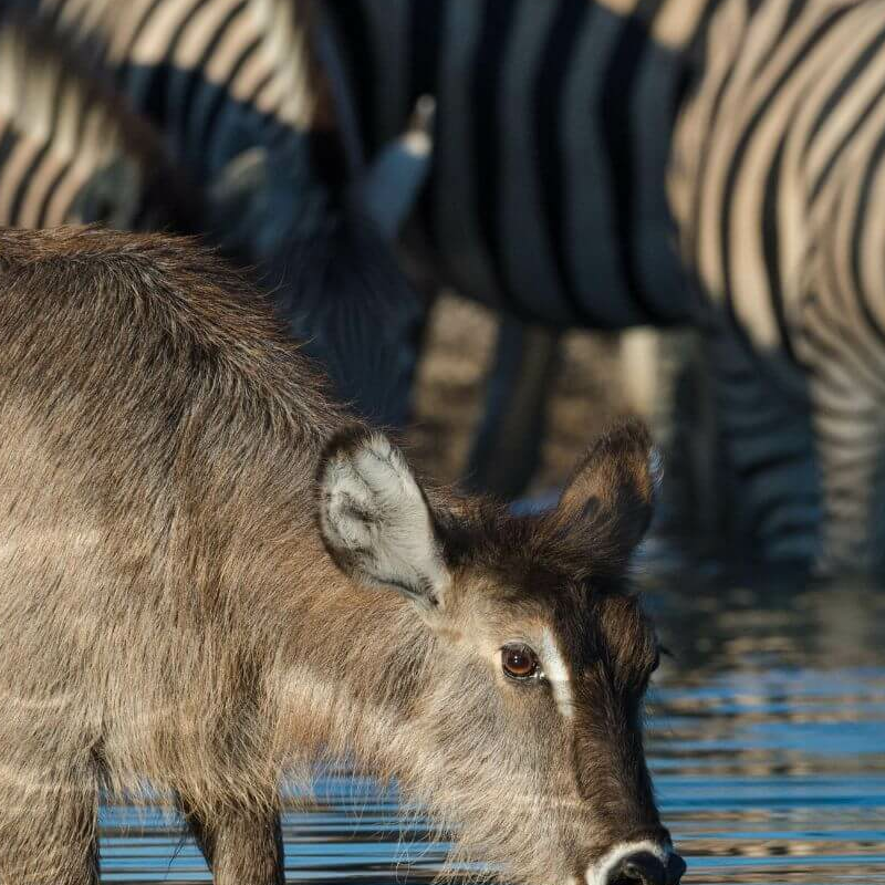 Etosha