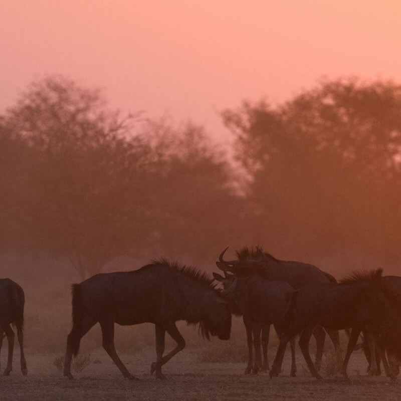 Etosha