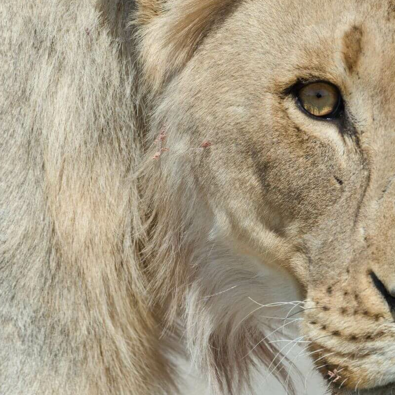 Etosha