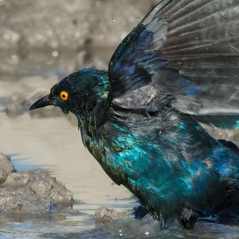 Etosha