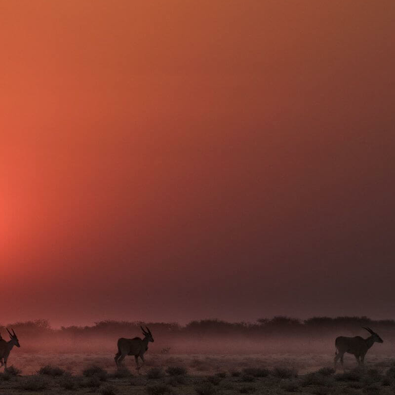 Etosha