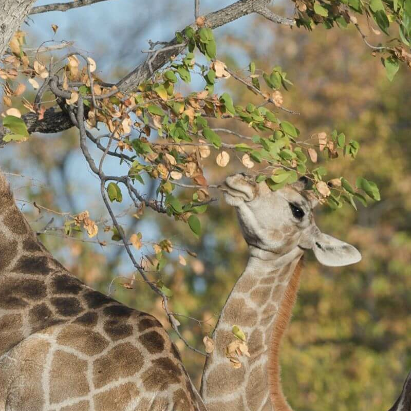 Etosha