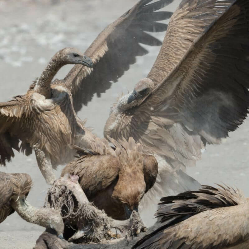 Etosha