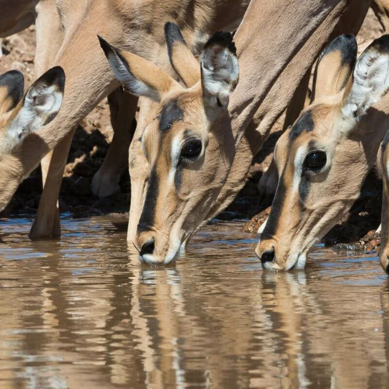 Etosha