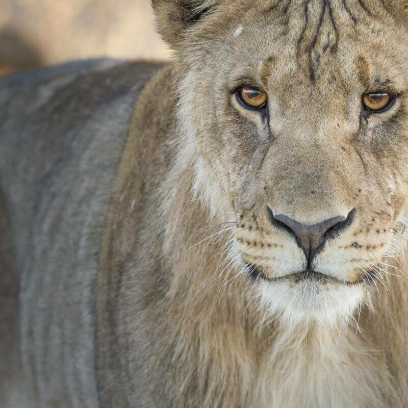 Etosha