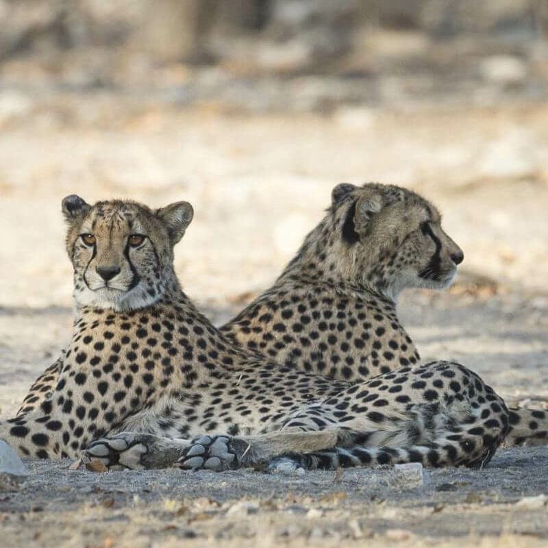 Etosha