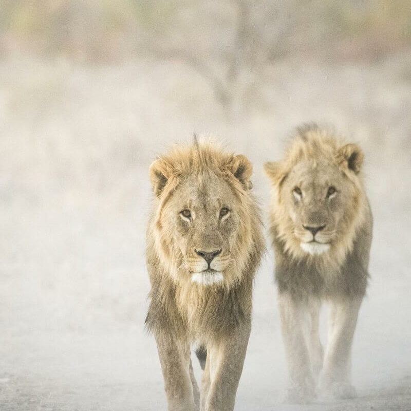 Etosha