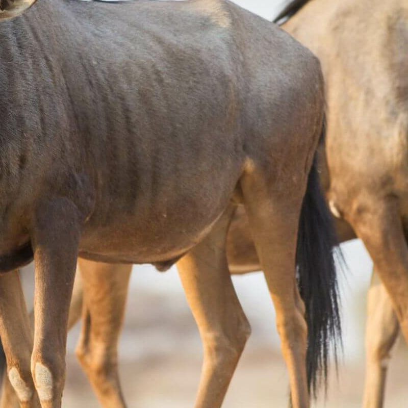 Etosha