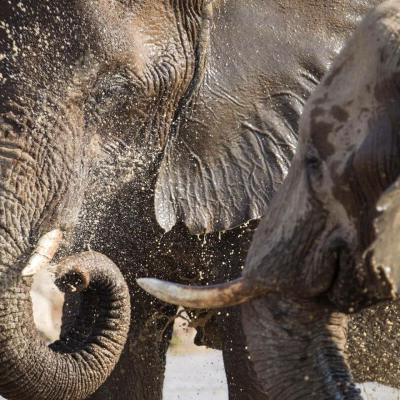 Etosha