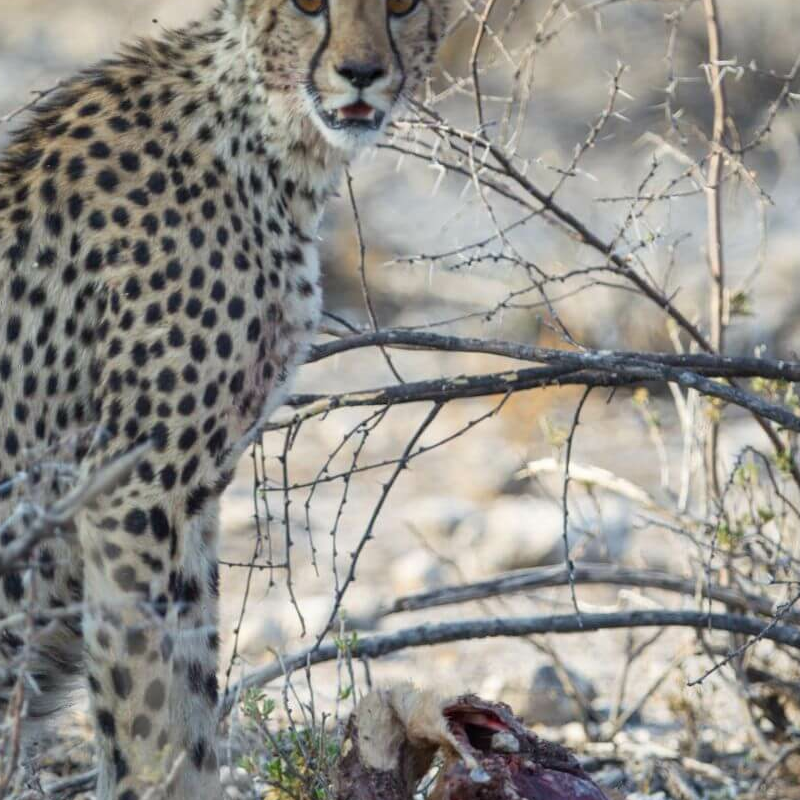 Etosha