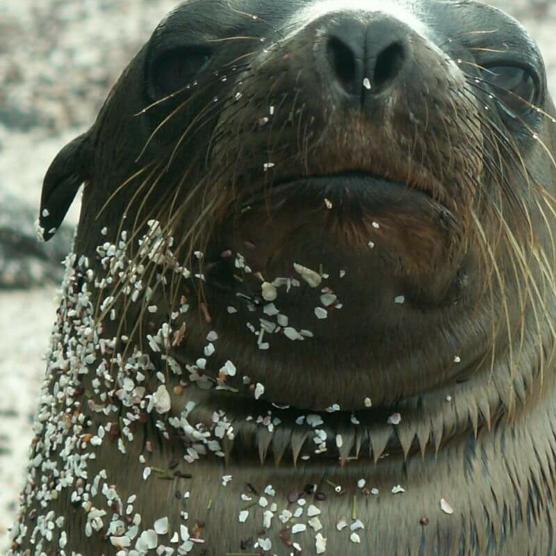 Floreana