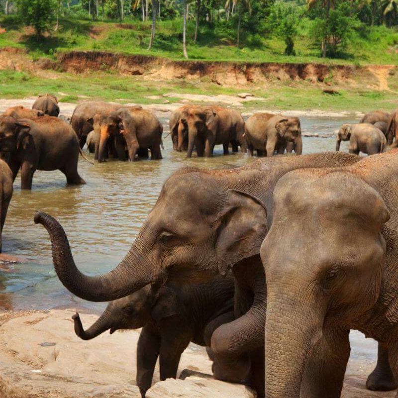 Gal Oya Nationalpark