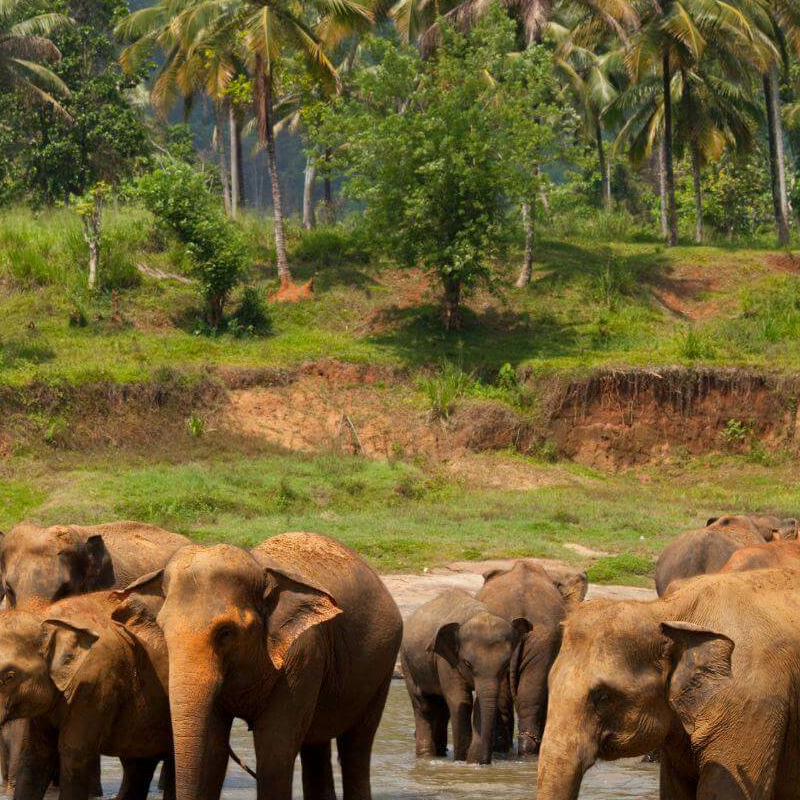 Gal Oya Nationalpark