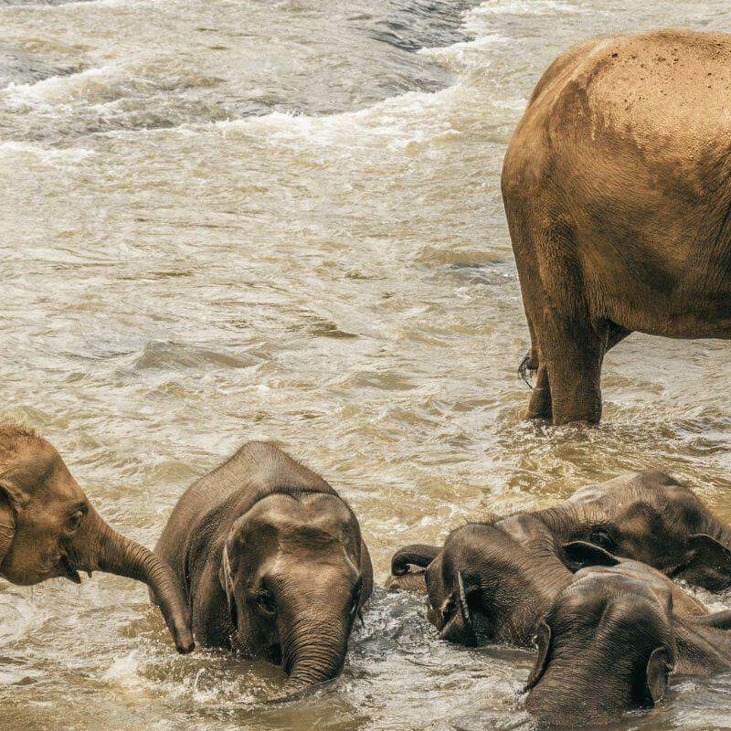 Gal Oya Nationalpark