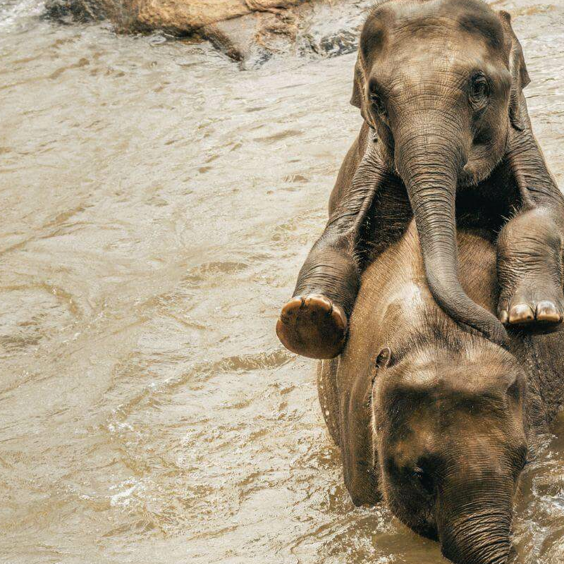 Gal Oya Nationalpark