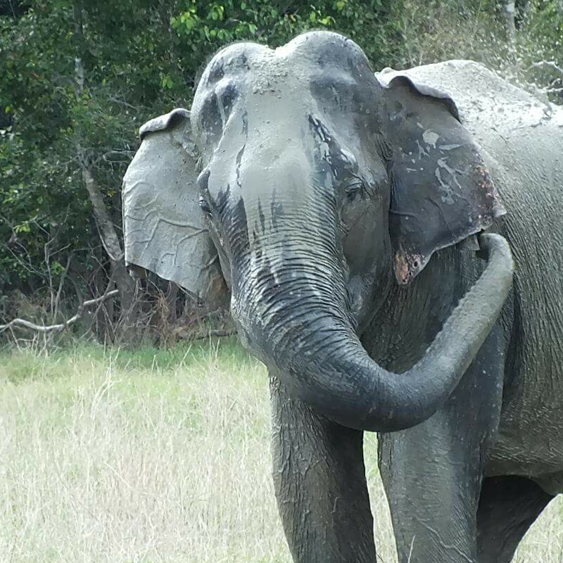 Gal Oya Nationalpark