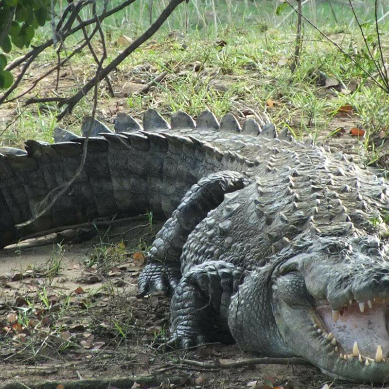 Gal Oya Nationalpark
