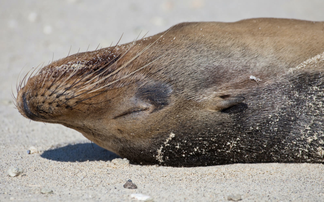 Galapagos Inseln Urlaub