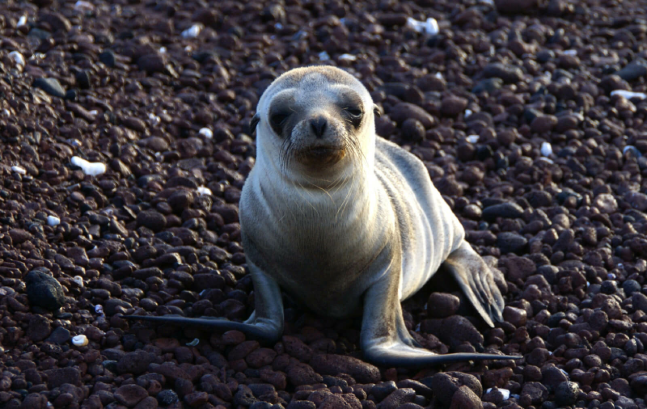Galapagos Inseln Urlaub