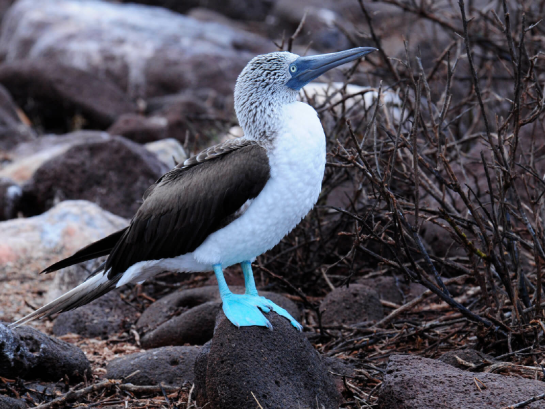 Galapagos Inseln Urlaub