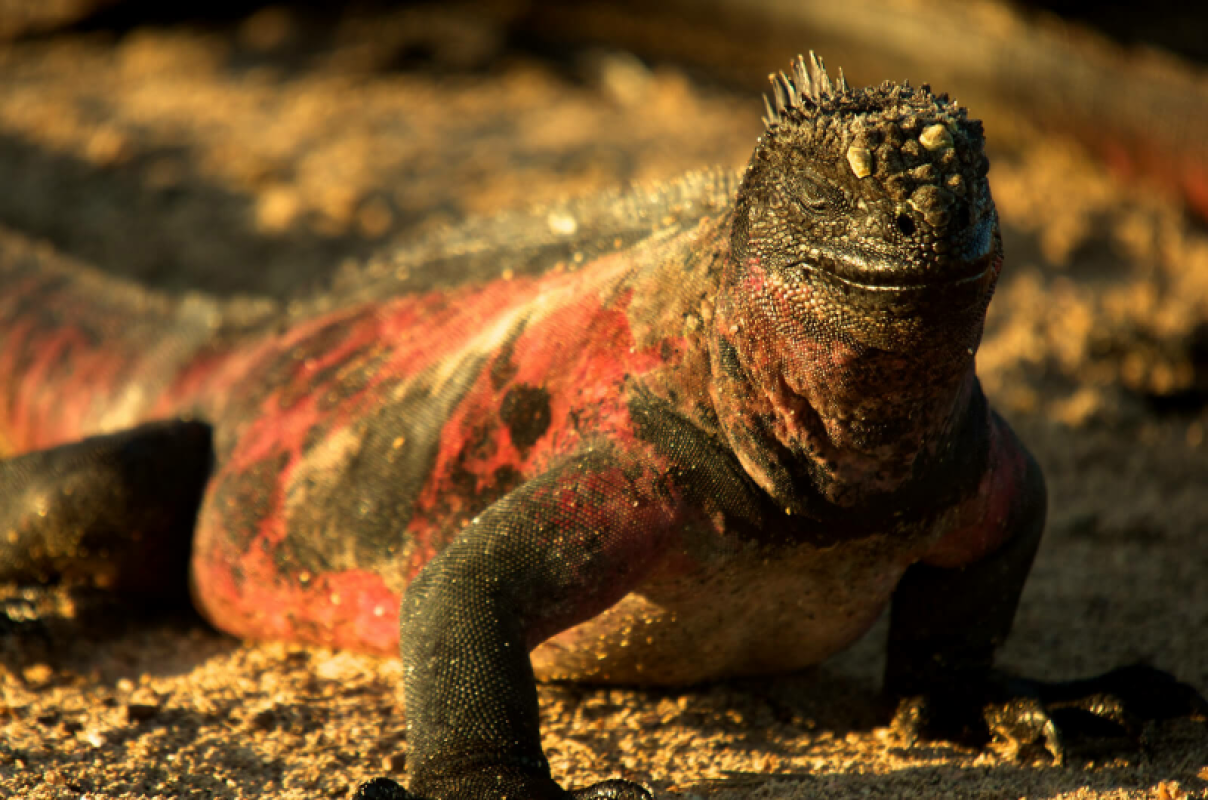 Galapagos Inseln Urlaub