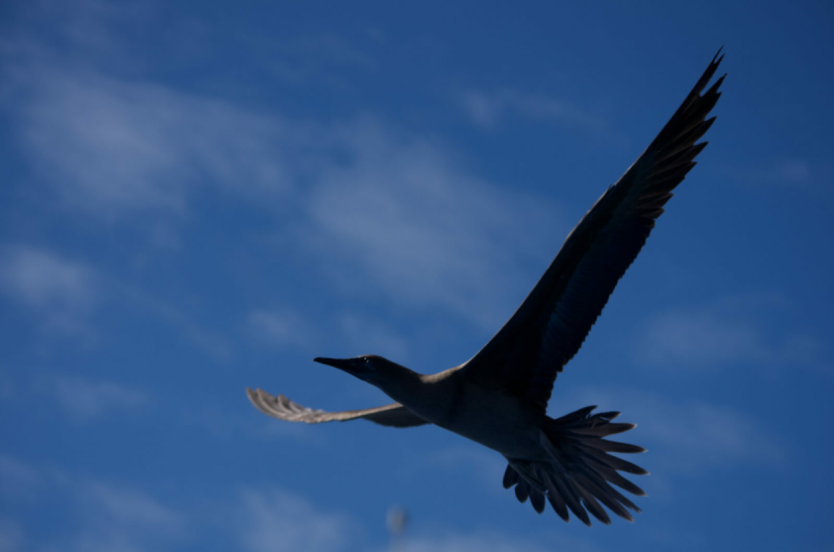 Galapagos Inseln Urlaub