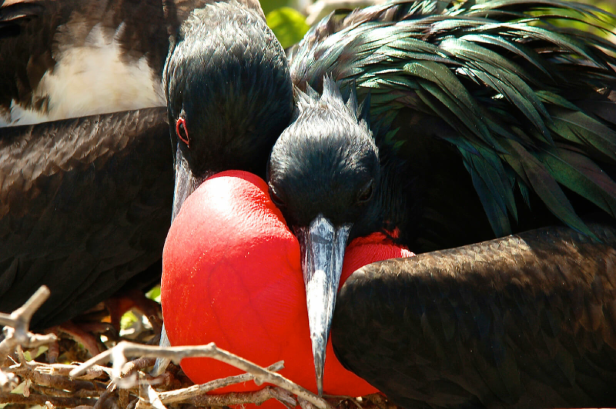 Galapagos Inseln Urlaub