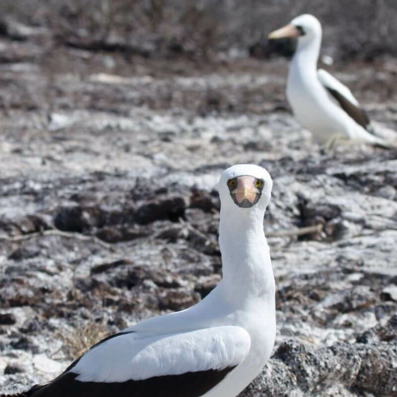 Genovesa