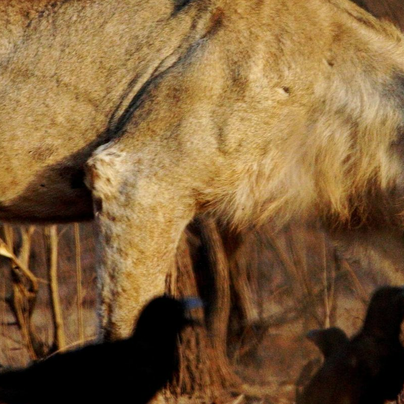 Gir Nationalpark