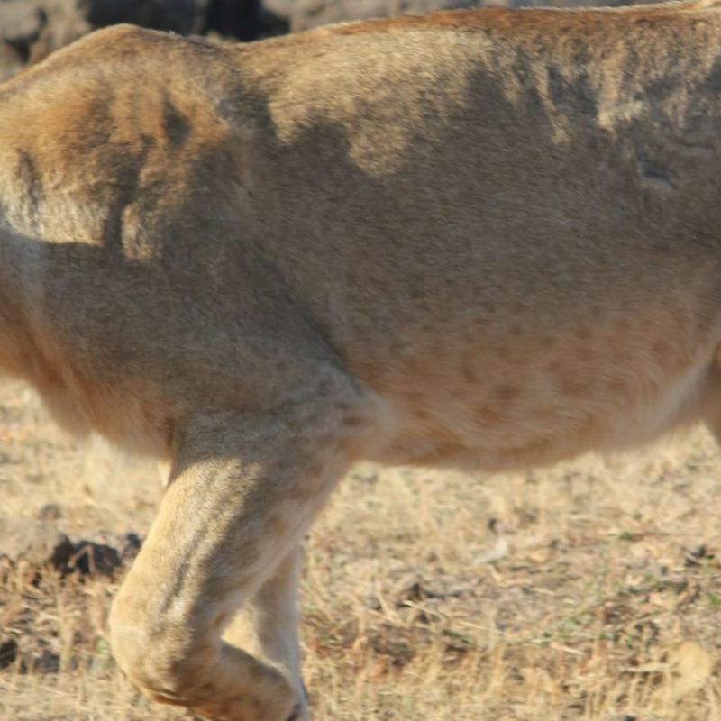 Gir Nationalpark