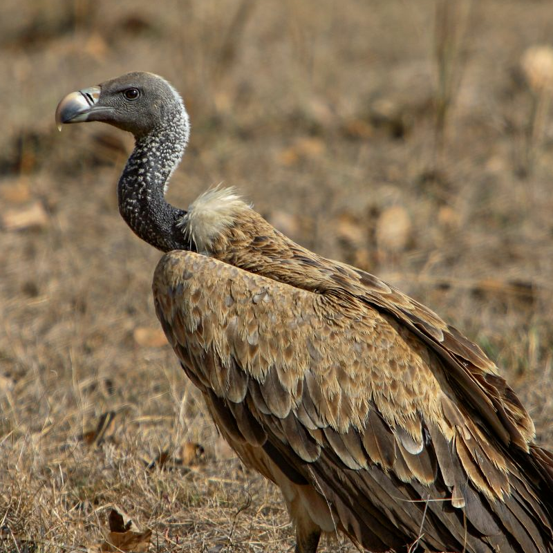 Gir Nationalpark