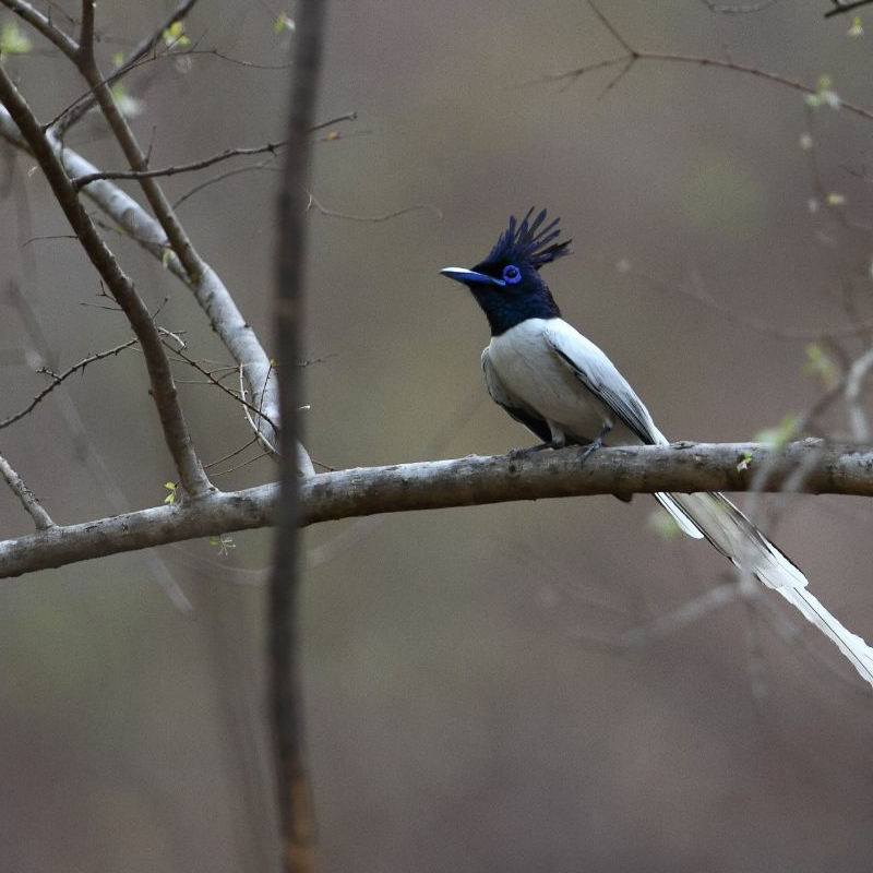 Gir Nationalpark