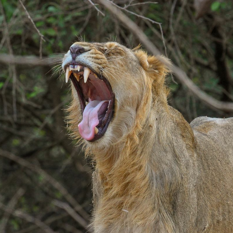 Gir Nationalpark