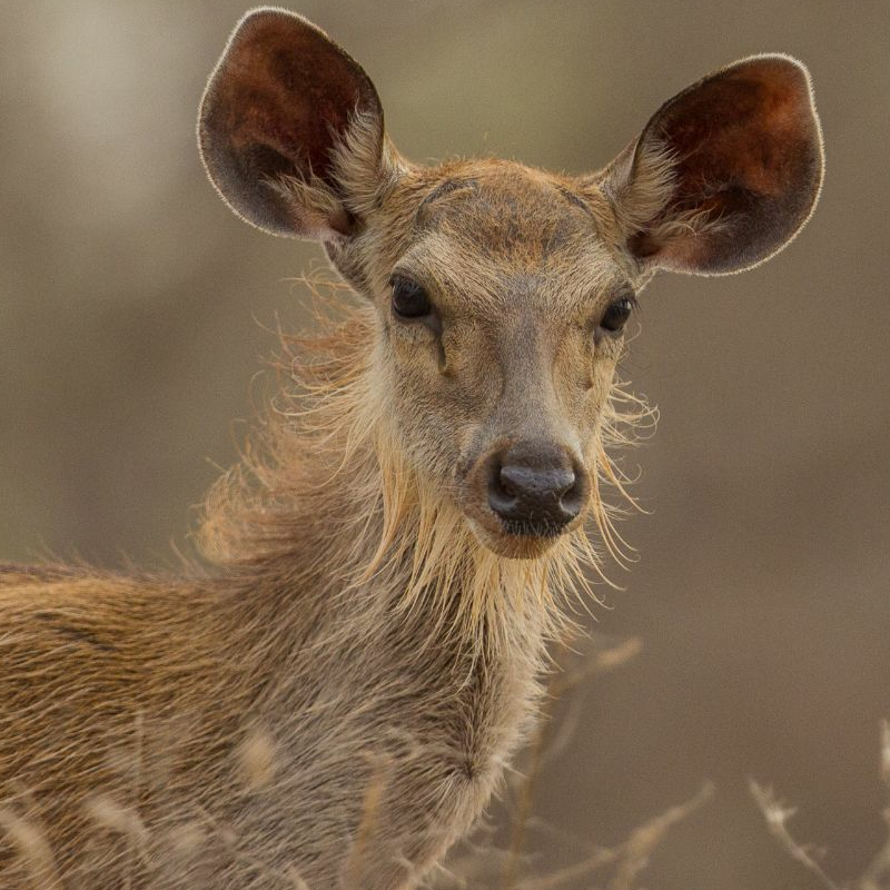 Gir Nationalpark