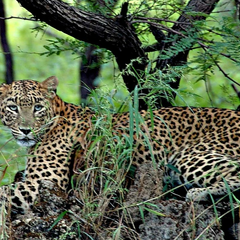 Gir Nationalpark
