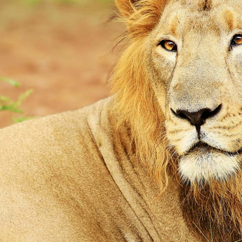 Gir Nationalpark