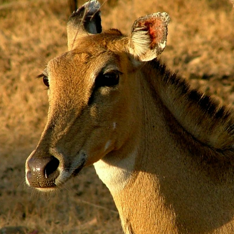 Gir Nationalpark