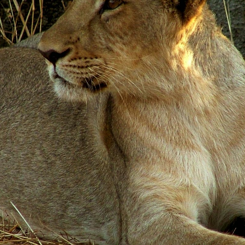 Gir Nationalpark