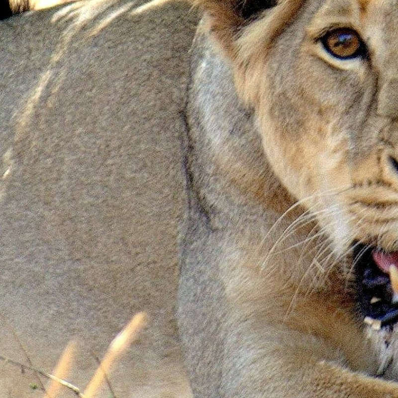 Gir Nationalpark