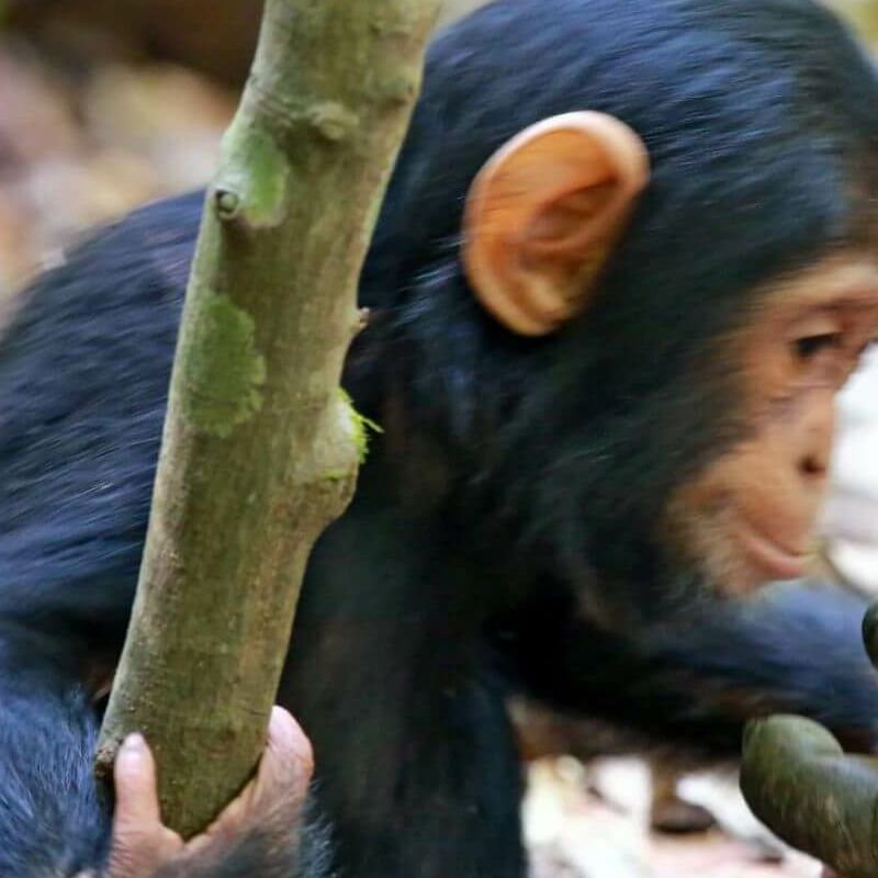 Gombe Nationalpark