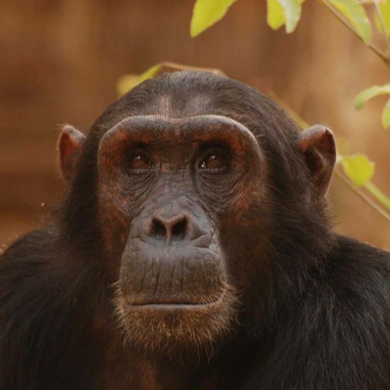 Gombe Nationalpark