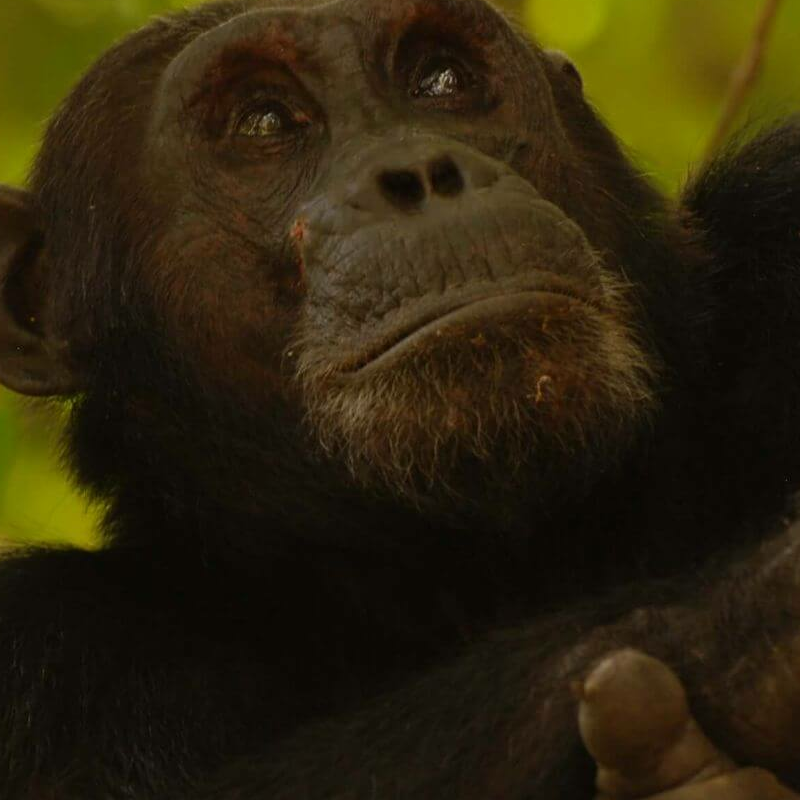 Gombe Nationalpark