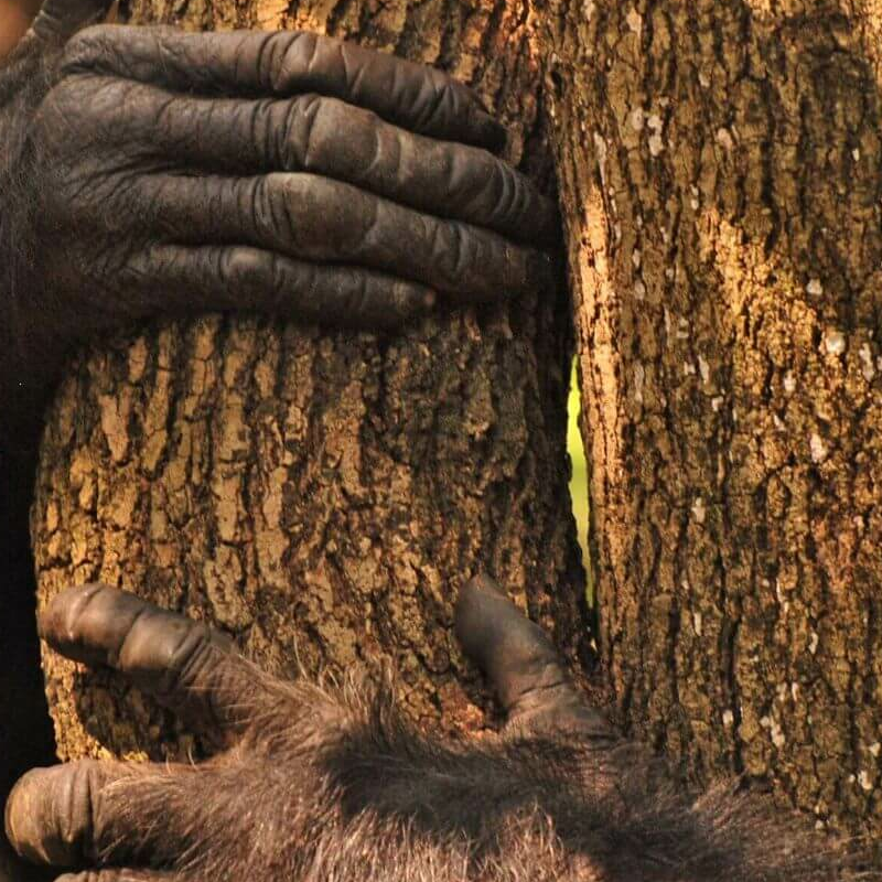 Gombe Nationalpark