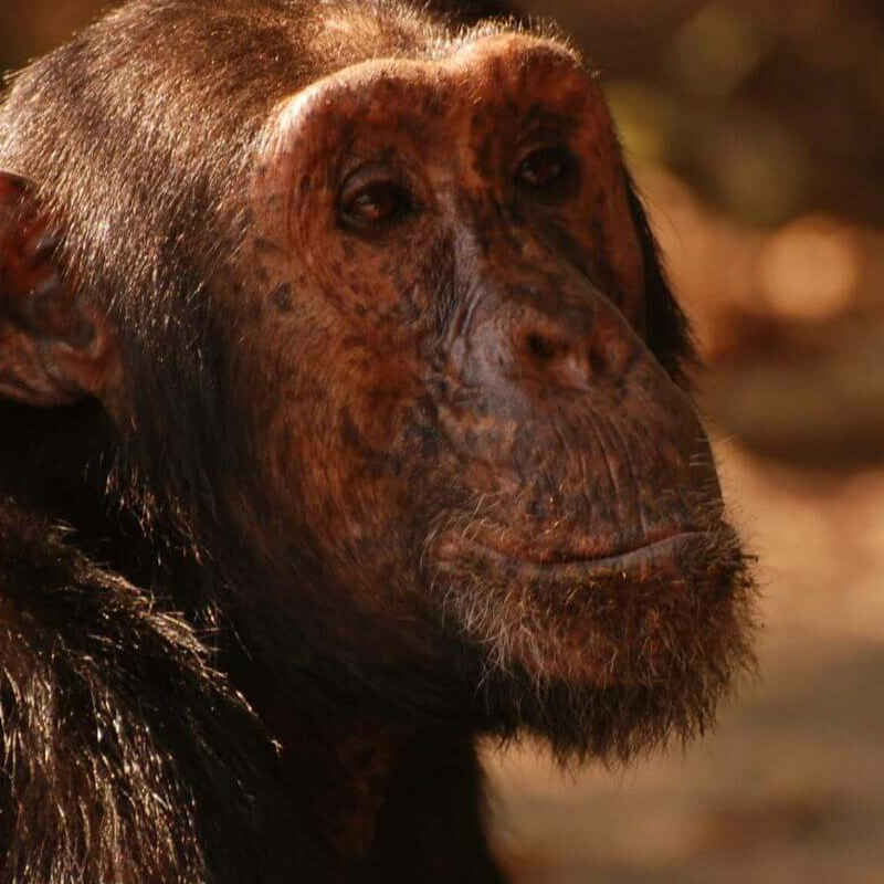 Gombe Nationalpark