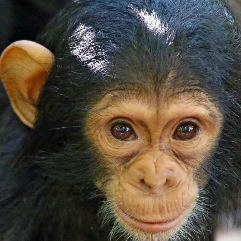 Gombe Nationalpark