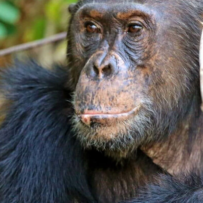 Gombe Nationalpark