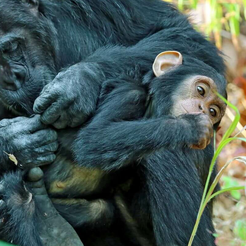 Gombe Nationalpark