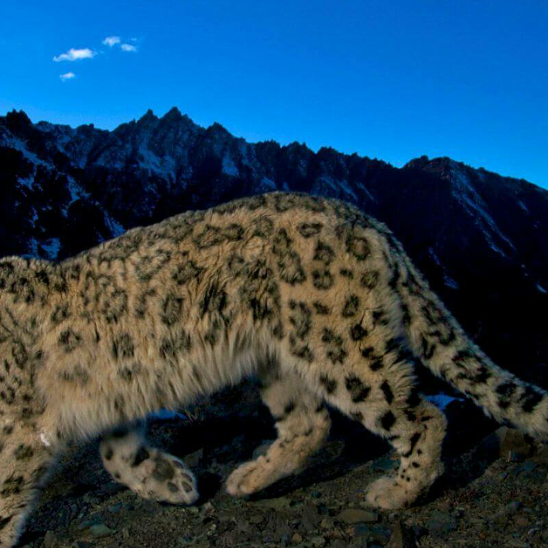 Hemis Nationalpark