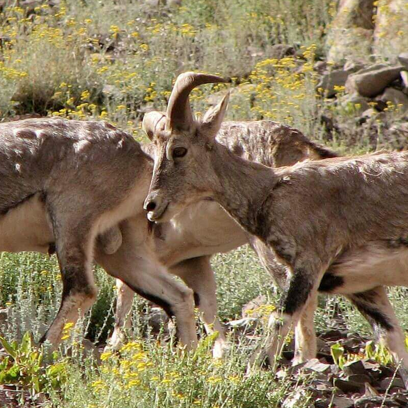 Hemis Nationalpark