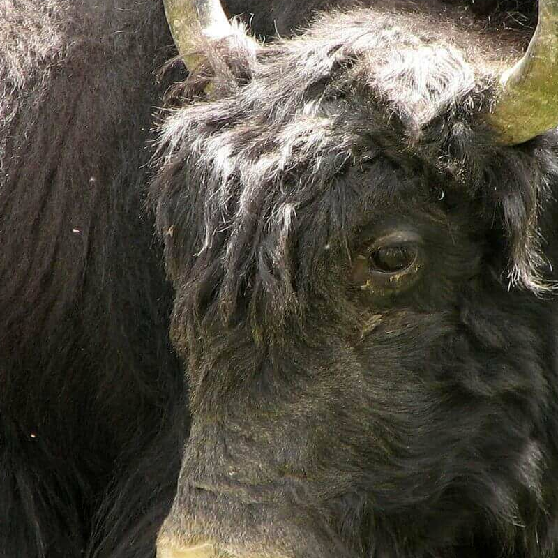Hemis Nationalpark